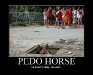 PedoHorse